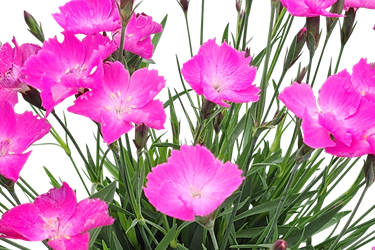kahori pink.png
